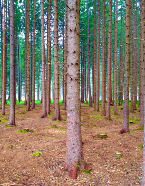 100 alberi in pittura