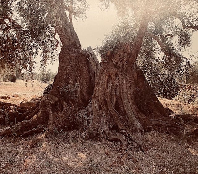 Ancora sugli alberi…